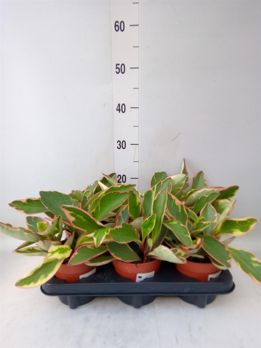 <h4>Peperomia clusiifolia 'Jellie'</h4>