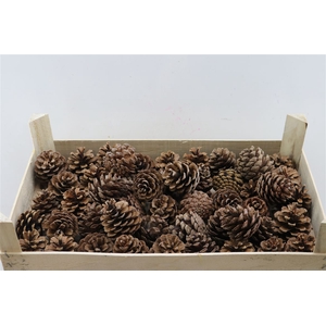 Deco Pinecone Oostenrijker 1.5 Kg Pkist