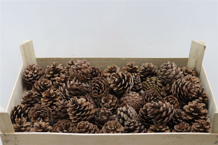 <h4>Deco Pinecone Oostenrijker 1.5 Kg Pkist</h4>