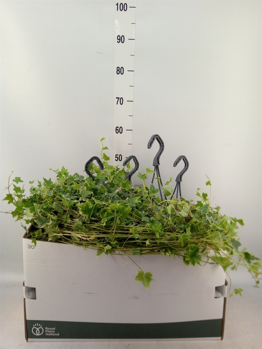 <h4>Hedera helix 'Eva'</h4>