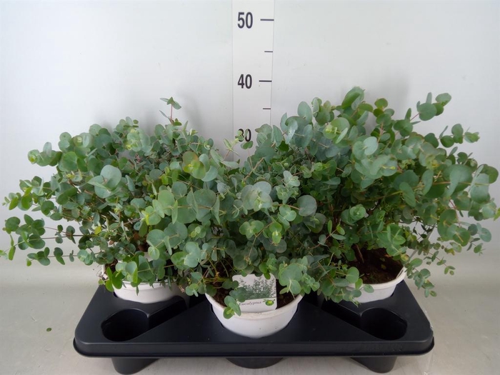 <h4>Eucalyptus</h4>