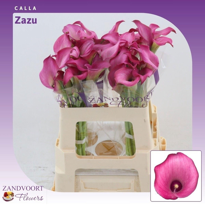 <h4>CALLA ZAZU ZANT ZAZU</h4>