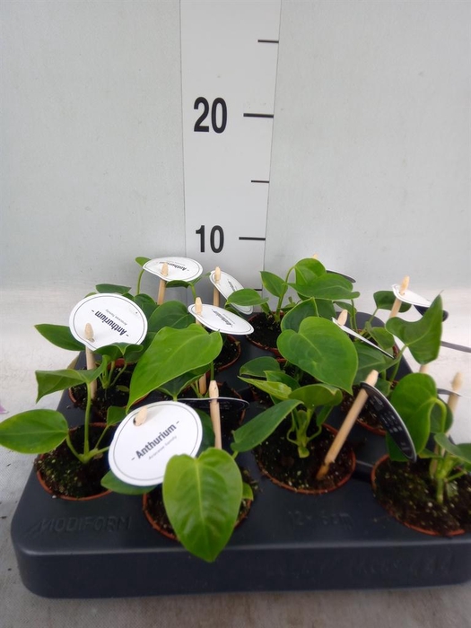 <h4>Anthurium   ...</h4>