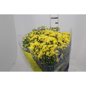 CRISANTEMO BOLA BELGA P20