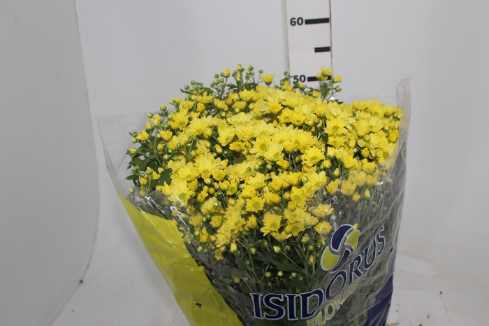 <h4>CRISANTEMO BOLA BELGA P20</h4>