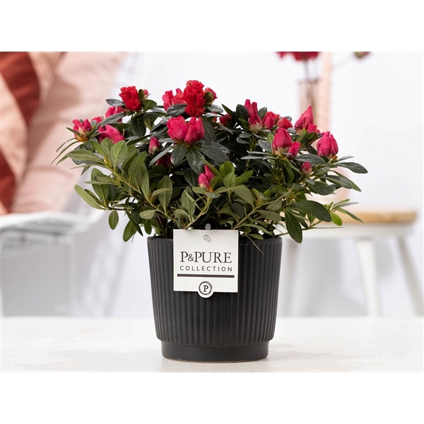 <h4>1st class Azalea red in P&PURE Liv ceramics matt black</h4>