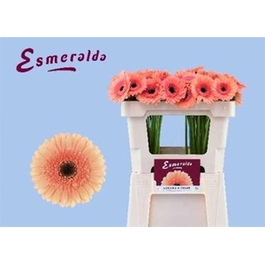 Ge Mi Cookie N Cream 07 CM,(NL),MPS A,(20)