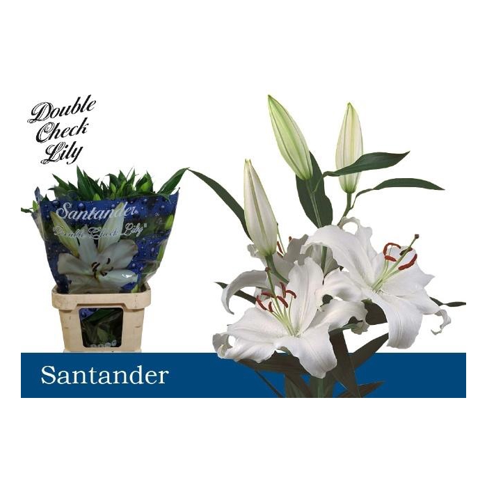 <h4>Li Or Santander</h4>