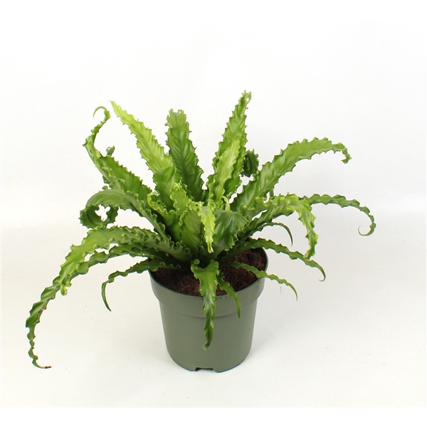 <h4>Asplenium antiquum Osaka</h4>