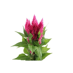 Celosia Sunday Bright Pink Super