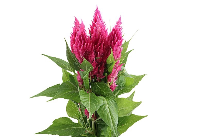 <h4>Celosia Sunday Bright Pink Super</h4>