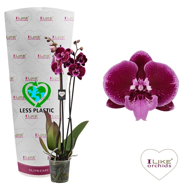 <h4>Phalaenopsis Lembongan - 2 tak 80cm (Less Plastic)</h4>