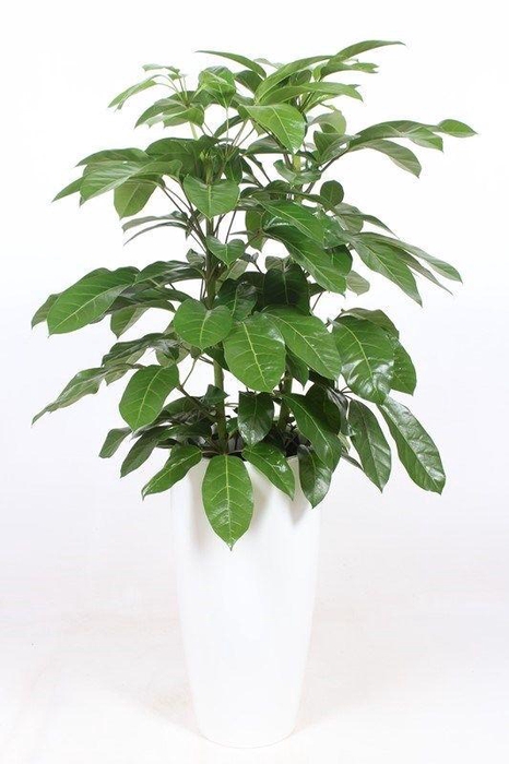 <h4>Schefflera actinophylla 'Amate' in Santorini "wit"</h4>