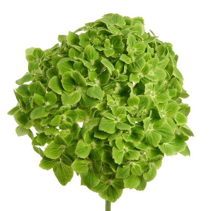 <h4>HYDR PREMIUM GREEN EMERALD  (TINTED)</h4>