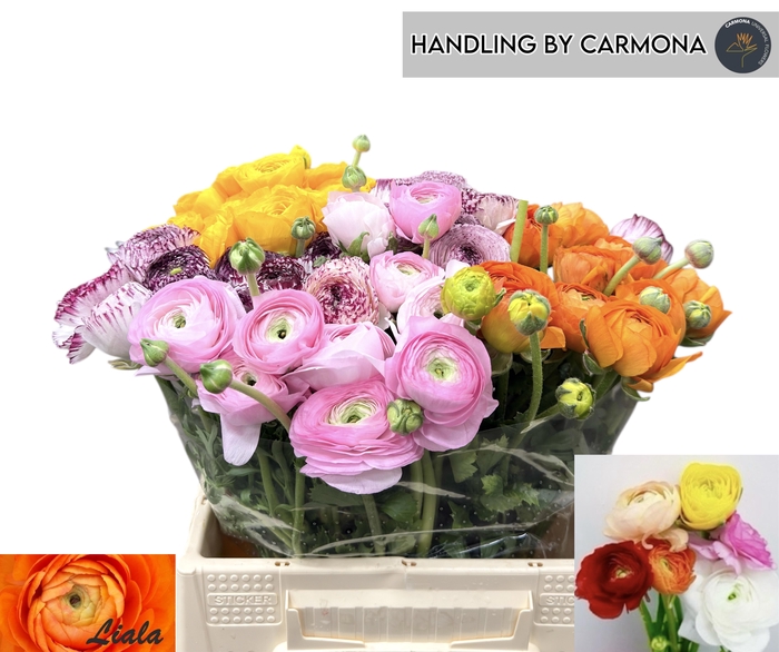 <h4>RAN EL GEM BOS</h4>