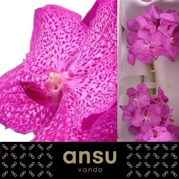 <h4>Vanda Nitaya Rosy X16</h4>