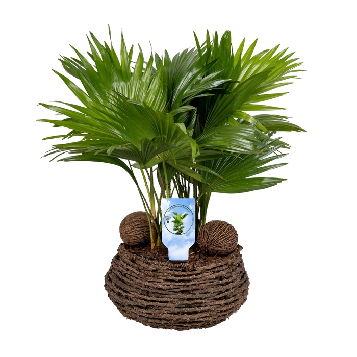 <h4>Livistona in caryota 27 cm mand air asp etiket Lucht Zuiverend</h4>