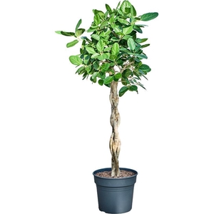 Ficus benghalensis 'Audrey' (170-180)