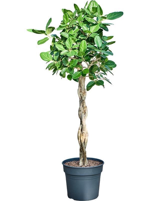 <h4>Ficus benghalensis 'Audrey' (170-180)</h4>