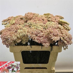 Achillea M Lachsschonheit