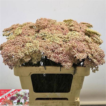 <h4>Achillea M Lachsschonheit</h4>