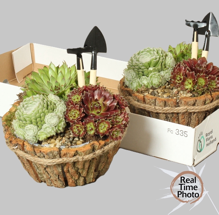 <h4>ARR SEMPERVIVUM</h4>