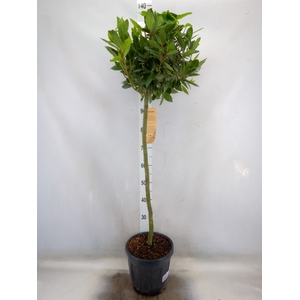 Laurus nobilis