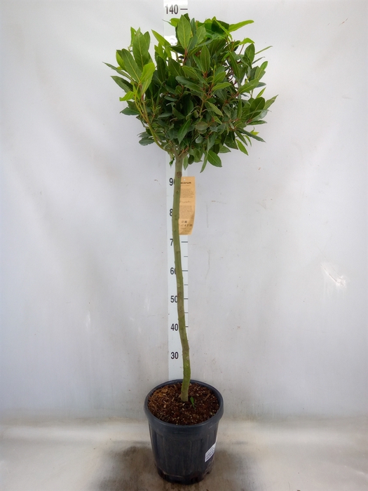 <h4>Laurus nobilis</h4>