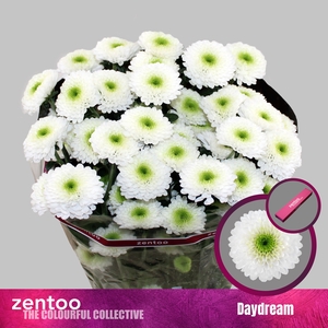 Chrysanthemum Indicum Grp tros Daydream
