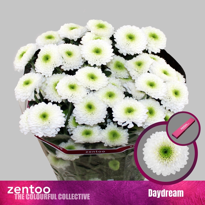 <h4>Chrysanthemum Indicum Grp tros Daydream</h4>