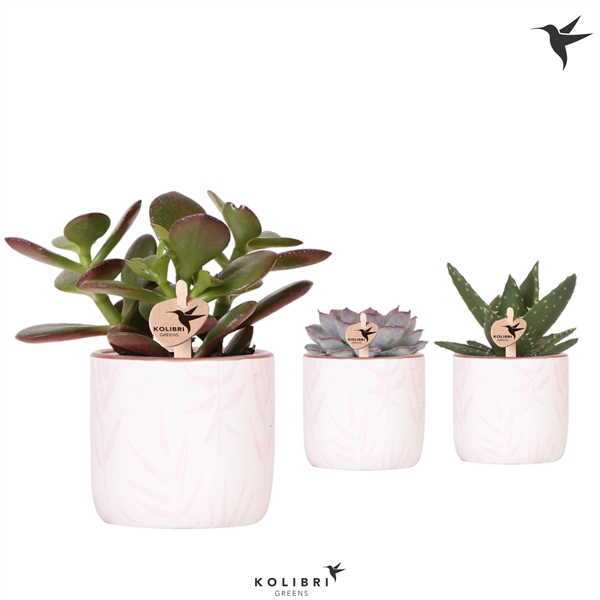 <h4>Kolibri Greens Succulenten mix in Leaf pot pink</h4>