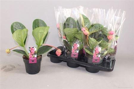 Medin Mag Lambada 2 Flower