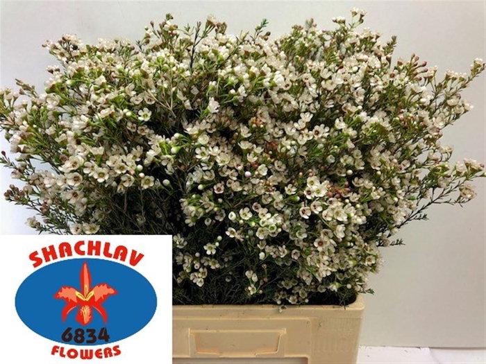 <h4>CHAME BLONDIE</h4>