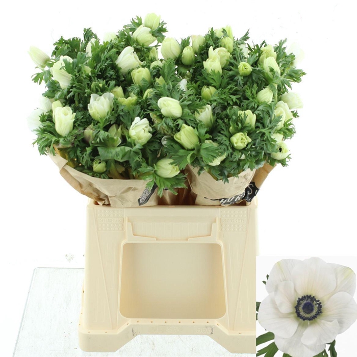 <h4>ANEM CO MAR PANDA</h4>