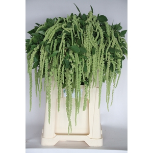 AMAR CA GREEN CORD