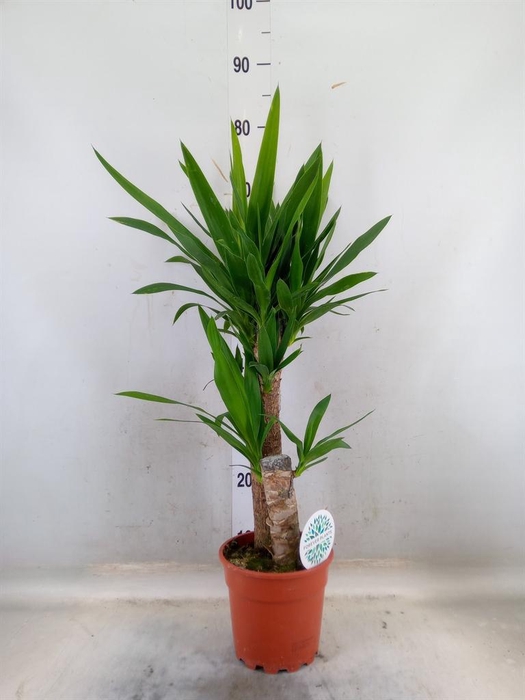 <h4>Yucca   ...</h4>