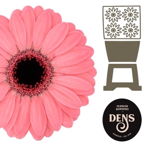 Germini Germini Jolie Diamond