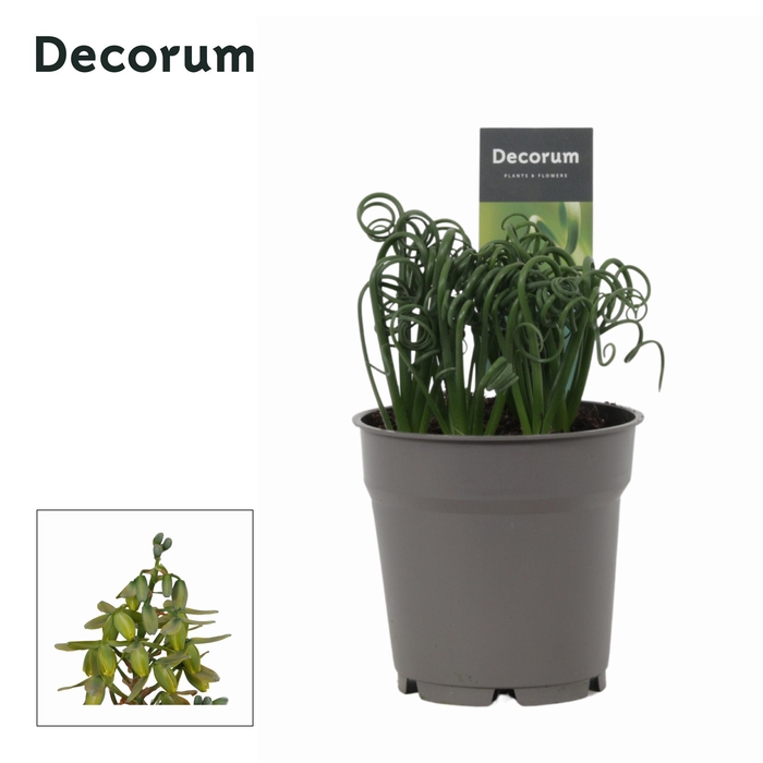 <h4>Albuca Spiralis Frizzle Sizzle (Decorum)</h4>