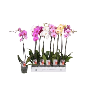 Phalaenopsis 5 color mix, 1-spike 9+/branched