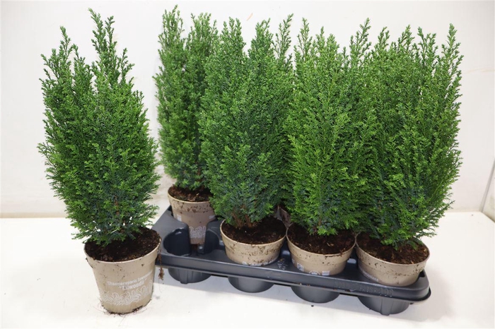 <h4>Cham L Ellwoodii</h4>