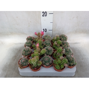 Cactus   ...flowering mix