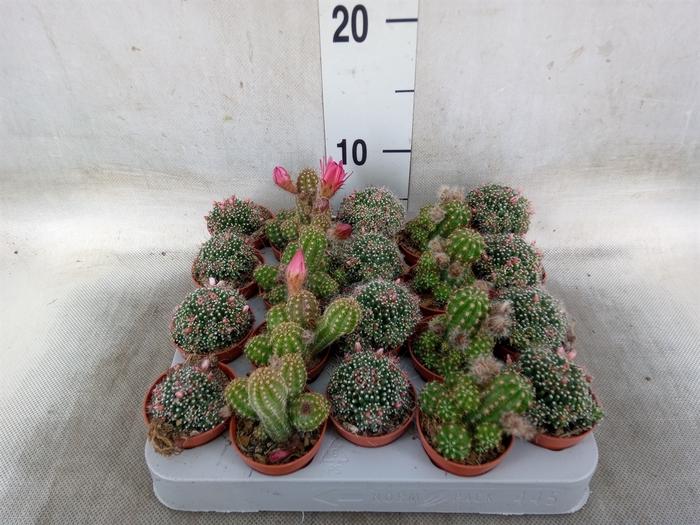 <h4>Cactus   ...flowering mix</h4>