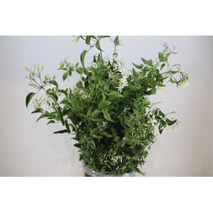 Jasmijn Ranken P Bunch