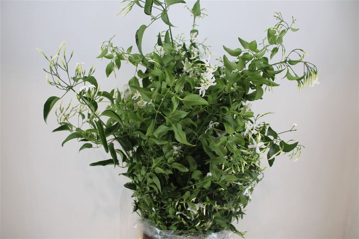<h4>Jasmijn Ranken P Bunch</h4>
