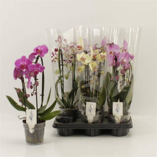 <h4>PHAL EL CASCADE</h4>