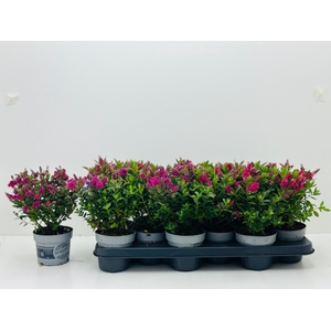 HEBE ALL BLOOMS GEM