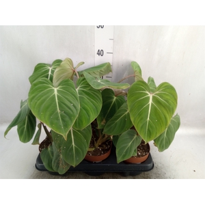 Philodendron gloriosum