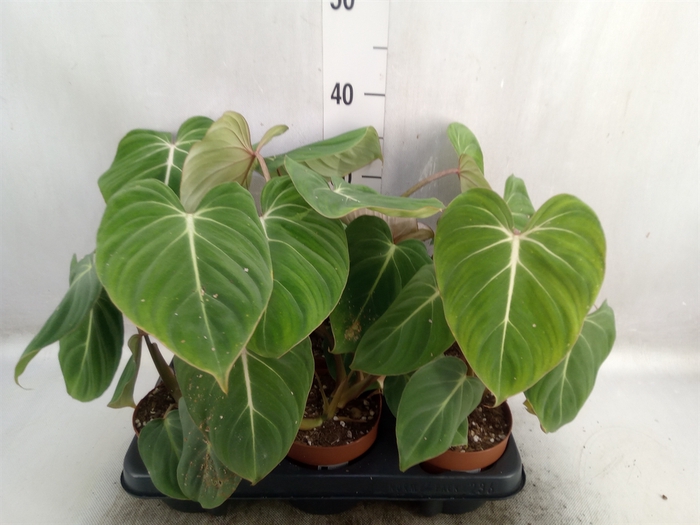 Philodendron gloriosum