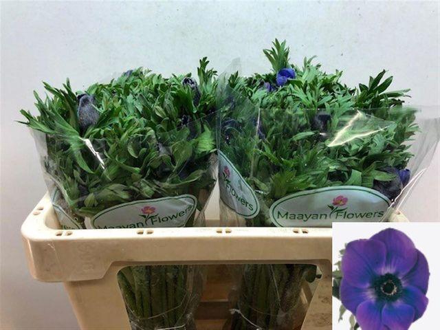 <h4>Anemone Galil Blauw</h4>