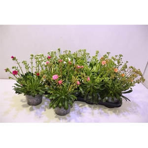 Lewi Rocky Color Gem